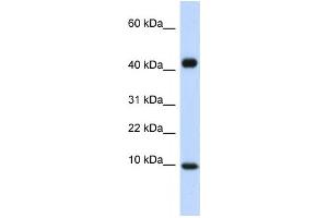 Western Blotting (WB) image for anti-Chemokine (C-C Motif) Ligand 8 (CCL8) antibody (ABIN2460101) (CCL8 Antikörper)