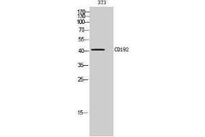 Western Blotting (WB) image for anti-Chemokine (C-C Motif) Receptor 2 (CCR2) (Internal Region) antibody (ABIN3181473) (CCR2 Antikörper  (Internal Region))