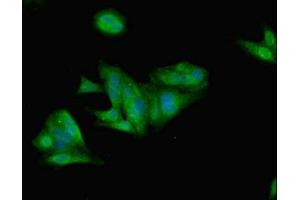 Immunofluorescent analysis of Hela cells using ABIN7157989 at dilution of 1:100 and Alexa Fluor 488-congugated AffiniPure Goat Anti-Rabbit IgG(H+L) (Leptin Antikörper  (AA 29-164))