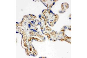 Anti-Adiponectin antibody, IHC(P): Human Placenta Tissue