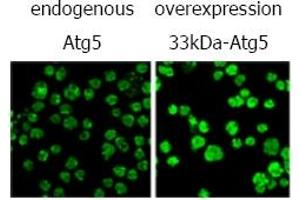 Immunofluorescence (IF) image for anti-ATG5 Autophagy Related 5 (ATG5) antibody (ABIN492606) (ATG5 Antikörper)