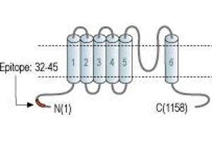 anti-Transient Receptor Potential Cation Channel, Subfamily M, Member 5 (TRPM5) (AA 32-45), (Intracellular), (N-Term) antibody