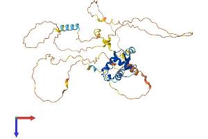 FOXJ1 Protein (AA 1-421) (His tag)