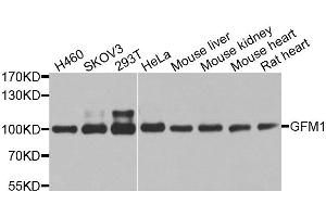 Western blot analysis of extracts of various cell lines, using GFM1 antibody. (GFM1 Antikörper  (AA 482-751))