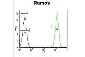 Flow cytometric analysis of Ramos cells (right histogram) compared to a negative control cell (left histogram). (CMTM7 Antikörper  (N-Term))
