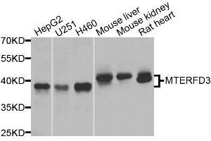 Western blot analysis of extracts of various cell lines, using MTERFD3 antibody (ABIN5974877) at 1/1000 dilution. (MTERFD3 Antikörper)