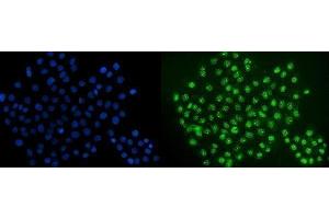 IF analysis of ERG using anti-ERG antibody (ABIN7600534).