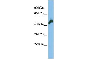 Host: Rabbit Target Name: NEK2 Sample Type: HT1080 lysates Antibody Dilution: 1. (NEK2 Antikörper  (N-Term))