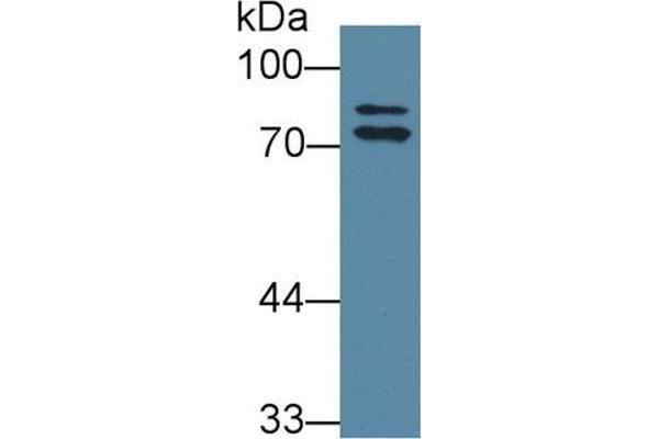 OS9 anticorps  (AA 465-666)