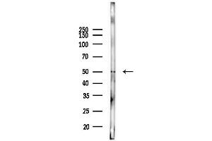 Western blot analysis of lysates from Mouse lung, using WWOX Antibody at 1/1000 dilution.