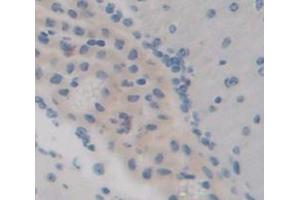 IHC-P analysis of Mouse Tissue, with DAB staining. (Angiopoietin 4 Antikörper  (AA 32-144))