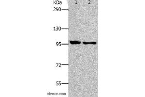 Western blot analysis of HT-29 and SKOV3 cell, using NFKB2 Polyclonal Antibody at dilution of 1:800 (NFKB2 Antikörper)