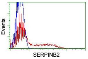 HEK293T cells transfected with either RC203139 overexpress plasmid (Red) or empty vector control plasmid (Blue) were immunostained by anti-SERPINB2 antibody (ABIN2455358), and then analyzed by flow cytometry. (SERPINB2 Antikörper)