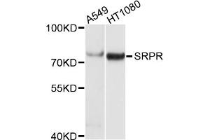 Western blot analysis of extracts of various cell lines, using SRPR antibody (ABIN1876968) at 1:1000 dilution. (SRPR Antikörper)