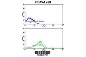 Flow cytometric analysis of ZR-75-1 cells using NCS1 Antibody (bottom histogram) compared to a negative control cell (top histogram). (NCS1 Antikörper  (AA 118-144))
