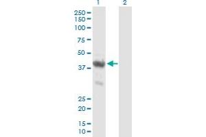 Western Blot analysis of ENO1P expression in transfected 293T cell line by ENO1P MaxPab polyclonal antibody. (ENO1P1 Antikörper  (AA 1-388))