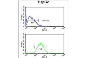 PR38A Antibody (C-term) (ABIN653884 and ABIN2843131) flow cytometric analysis of HepG2 cells (bottom histogram) compared to a negative control cell (top histogram). (PRPF38A Antikörper  (C-Term))