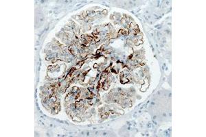 Immunohistochemical staining (Formalin-fixed paraffin-embedded sections) of human kidney with PLA2R1 monoclonal antibody, clone CL0485  shows strong membranous immunoreactivity in renal glomeruli.