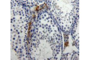 IHC-P analysis of Testis tissue, with DAB staining. (IL-21 Antikörper  (AA 25-146))