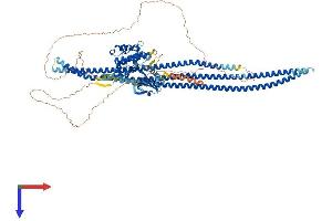 STK10-A Protein (AA 1-966) (His tag)