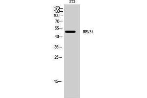 Western Blotting (WB) image for anti-RNA Binding Motif Protein 34 (RBM34) (C-Term) antibody (ABIN3186712) (RBM34 Antikörper  (C-Term))