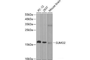 Western blot analysis of extracts of various cell lines using SUMO2 Polyclonal Antibody at dilution of 1:1000. (SUMO2 Antikörper)