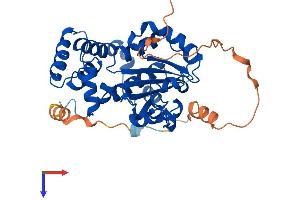 Clavesin 1 Protein (CLVS1) (AA 1-354) (His tag)