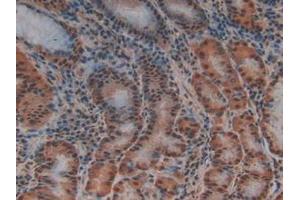 IHC-P analysis of Human Stomach Tissue, with DAB staining. (PTF1A Antikörper  (AA 177-328))