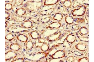 Immunohistochemistry of paraffin-embedded human kidney tissue using ABIN7155305 at dilution of 1:100