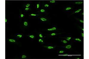 Immunofluorescence (IF) image for anti-Oxidative-Stress Responsive 1 (OXSR1) (AA 351-450) antibody (ABIN564270)