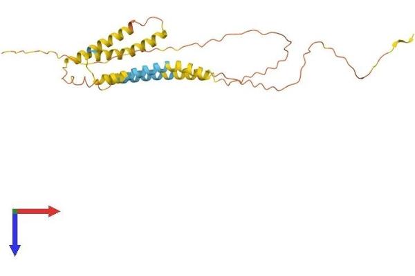 ODF4 Protein (AA 1-257) (His tag)
