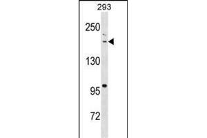 BAZ1B Antibody (N-term) (ABIN1539094 and ABIN2838323) western blot analysis in 293 cell line lysates (35 μg/lane). (BAZ1B Antikörper  (N-Term))