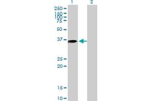 Western Blot analysis of ANXA1 expression in transfected 293T cell line by ANXA1 monoclonal antibody (M10), clone 2D11. (Annexin a1 Antikörper  (AA 1-346))