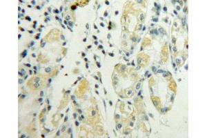 IHC-P analysis of stomach tissue, with DAB staining. (LY96 Antikörper  (AA 19-160))