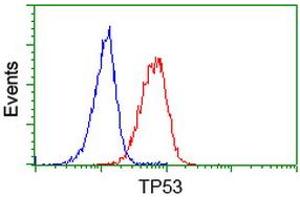 Image no. 5 for anti-Tumor Protein P53 (TP53) antibody (ABIN1499969) (p53 Antikörper)