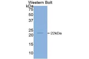 Western Blotting (WB) image for anti-Cofilin 2 (CFL2) (AA 1-156) antibody (ABIN1858387)