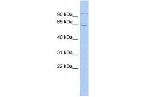 WB Suggested Anti-INSM2 Antibody Titration: 0. (INSM2 Antikörper  (Middle Region))
