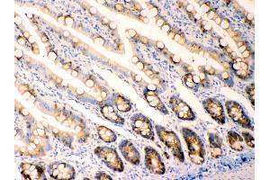 Anterior Gradient 2 was detected in paraffin-embedded sections of  rat intestine tissues using rabbit anti- Anterior Gradient 2 Antigen Affinity purified polyclonal antibody (Catalog # ) at 1 µg/mL. (AGR2 Antikörper  (AA 21-175))