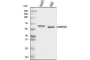 Western blot analysis of Caspase-10/CASP10 using anti-Caspase-10/CASP10 antibody (ABIN7601039).