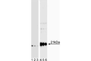 Western blot analysis of CD3z (CD247) (pY142) in human T lymphocytes.