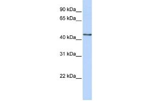 WB Suggested Anti-B3GNT4 Antibody Titration:  0. (B3GNT4 Antikörper  (N-Term))