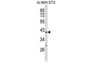 Western blot analysis of PPID Antibody (N-term) in NIH-3T3 cell line lysates (35ug/lane).