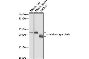 Western blot analysis of extracts of various cell lines, using Ferritin Light Chain Rabbit mAb (ABIN7267170) at 1:1000 dilution. (FTL Antikörper)