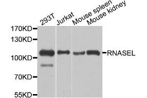 Western blot analysis of extracts of various cell lines, using RNASEL antibody. (RNASEL Antikörper  (AA 472-741))