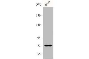 Western Blot analysis of HepG2 cells using EOMES Polyclonal Antibody (EOMES Antikörper  (N-Term))