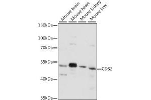 Western blot analysis of extracts of various cell lines, using CDS2 antibody (ABIN7266239) at 1:1000 dilution.