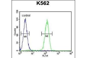 LARS2 Antibody (Center) (ABIN655050 and ABIN2844678) flow cytometric analysis of K562 cells (right histogram) compared to a negative control cell (left histogram). (LARS2 Antikörper  (AA 418-446))