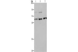 Western Blotting (WB) image for anti-Kinesin Family Member 22 (KIF22) antibody (ABIN2433259) (KIF22 Antikörper)