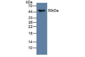 Western blot analysis of Mouse Brain Tissue. (MAPT Antikörper  (AA 92-400))