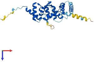 ROPN1L Protein (AA 1-230) (His tag)